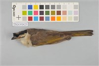 藏品(烏頭翁)的圖片